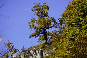 rocky area with plants at the top. autumn mountains the colored leaves on the trees, bright, landscape