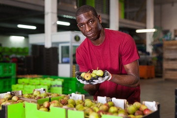 Focused African American workman engaged on fruit sorting department examining harvested pears quality