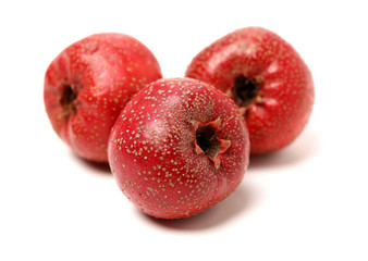 Hawthorn on a white background 