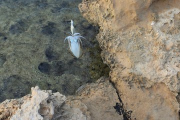 Kalmar fishing, cyprus, on the roks © NATALIIA TOSUN