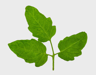 Tomato leaf isolated on white background