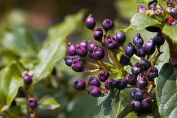 grapes on the vine