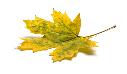 Bright autumn natural maple leaf in yellow green color isolated on a white background. Angled view.