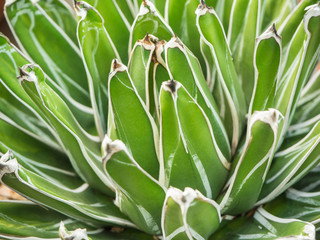 Closeup of cactus call Agave Victoria-Reginae, soft focus
