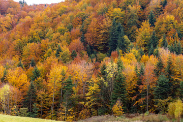 Golden Polish autumn landscape with trees