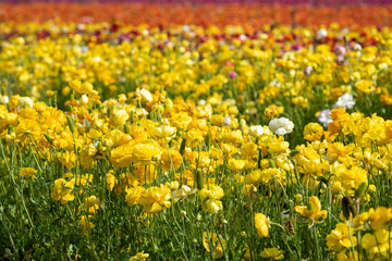 Obraz premium Fields of colorful buttercups, Israel