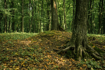 forest nature scenic view dirt ground and falling leaves cover 