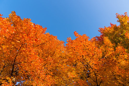Red maple tree with golden sunlight and blue sky background, Japan.Red maple leaves/ branches in autumn season isolated on white background