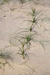 Runner of Marram grass (Ammophila arenaria) in sand drift in Dutch dunes; Zeeland, Netherlands