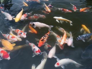 錦鯉