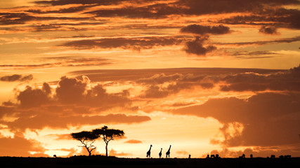Maasai Mara sunset, Kenya