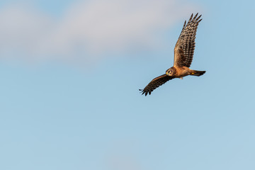 A Northern Harrier in flight with blue sky.