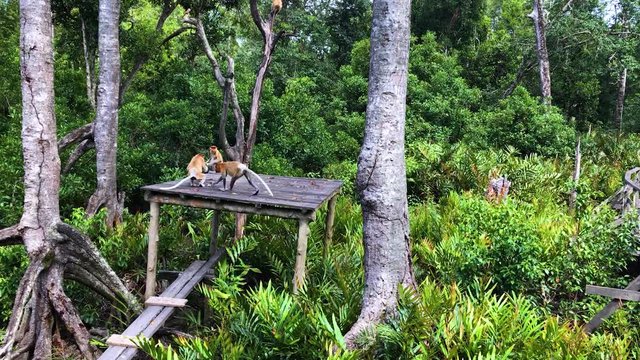 Proboscis monkeys endemic of Borneo island in Malaysia