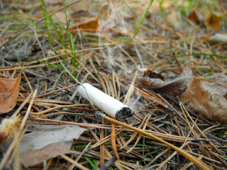 Cigarette butt with smoke on dry grass and leaves. Fire safety concept. Cause of forest fire. 