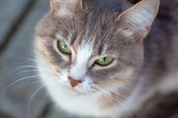 eyes of young cats on the street