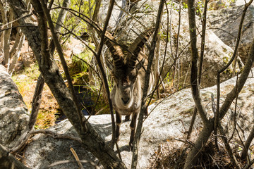 Wild mountain goat in freedom in the mountains of Madrid