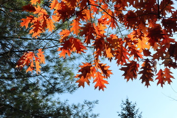 Autumn oak tree yellow leaves on blue sky framed colorful natural background. Sunny shine through leaves in shadow 
