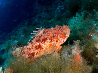 sea ​​bottom with many fish