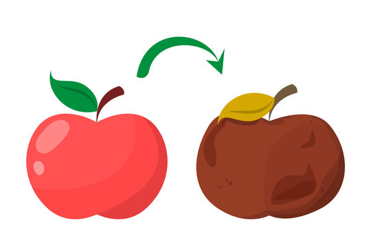 Bad rotten apple. Red fresh fruit become bad vector isolated