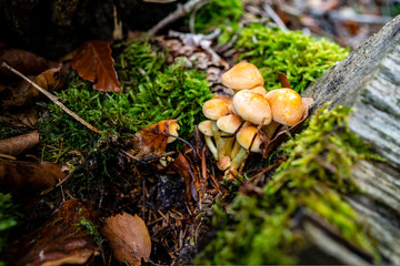 champignons,feuilles et mousse