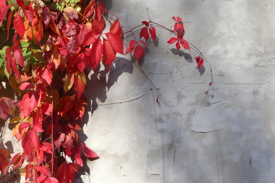 Red grape autumn leaves on concrete wall background sunny light and shadow pop whitespace closeup fall image