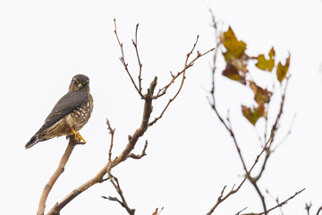 A Merlin Falcon perched in a tree.