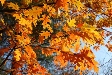 Autumn bright yellow orange oak tree leaves with blue sky gold time mood nature season