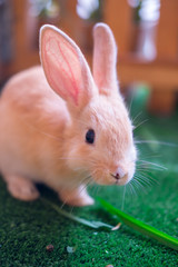Cute bunny on the grass
