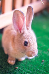 Cute bunny on the grass