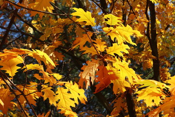 Autumn bright yellow orange oak tree leaves with blue sky gold time mood nature season