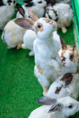 Cute bunny on the grass