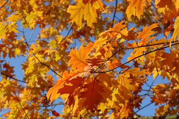 Obraz na płótnie Canvas Autumn bright yellow orange oak tree leaves with blue sky gold time mood nature season