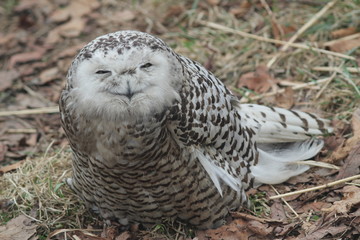 Сова
