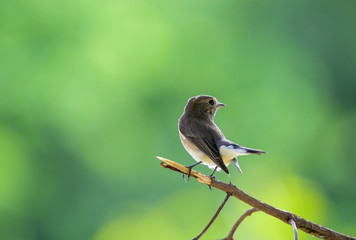 Taiga Flycatcher or Red-throated Flycatcher perched on a tree in the garden with green background.