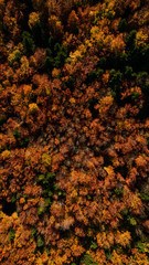 Stuning Fall Foliage at Autumn Season over Woodlands. Aerial Top Down Drone View