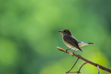 Taiga Flycatcher or Red-throated Flycatcher perched on a tree in the garden with green background.