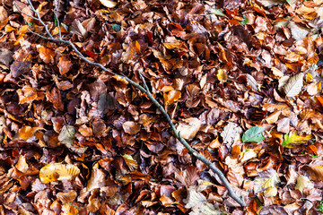 Beech leaves,