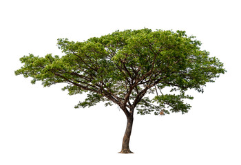 Isolated single tree with clipping path  on a white background. Big tree large image is suitable...