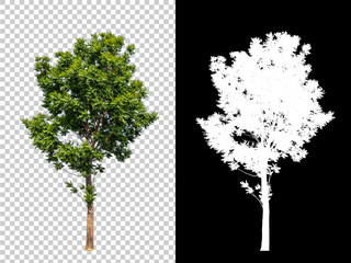 Isolated single tree with clipping path and alpha channel on a transparent picture background. Big...