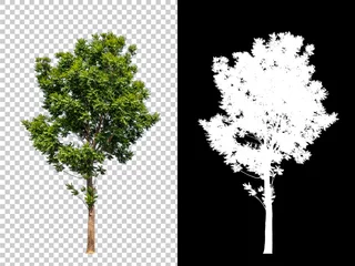 Fotobehang Isolated single tree with clipping path and alpha channel on a transparent picture background. Big tree large image is easy to use and suitable for all types of art work and print. © Choo