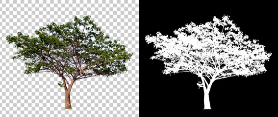Keuken spatwand met foto Isolated single tree with clipping path and alpha channel on a transparent picture background. Big tree large image is easy to use and suitable for all types of art work and print. © Choo