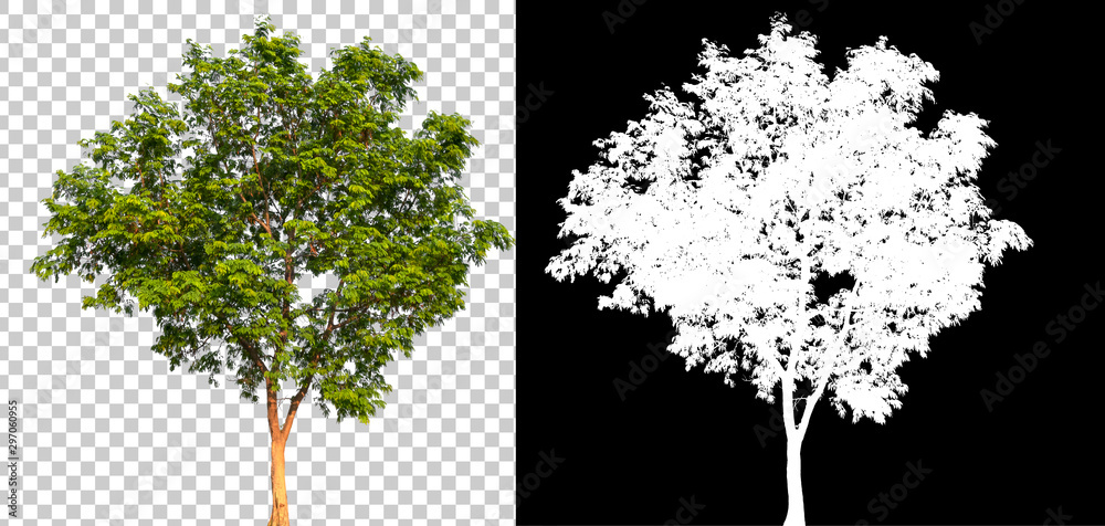 Wall mural isolated single tree with clipping path and alpha channel on a transparent picture background. big t