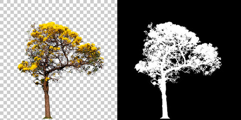 Isolated single tree with clipping path and alpha channel on a transparent picture background. Big tree large image is easy to use and suitable for all types of art work and print.