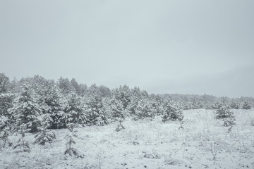 Winter white landscape with Christmas trees in the snow, Christmas background. Travel, Happy New Year, Merry Christmas.