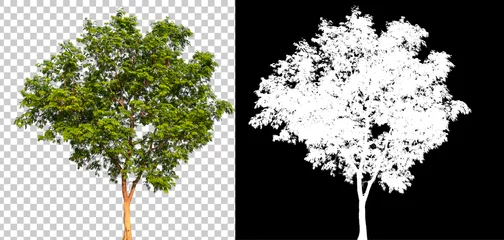 Tuinposter Isolated single tree with clipping path and alpha channel on a transparent picture background. Big tree large image is easy to use and suitable for all types of art work and print. © Choo