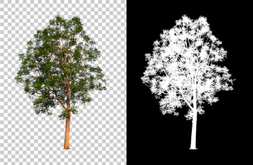 Isolated single tree with clipping path and alpha channel on a transparent picture background. Big tree large image is easy to use and suitable for all types of art work and print.