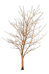 Isolated single tree with clipping path  on a white background. Big tree large image is suitable for all types of art work and print.