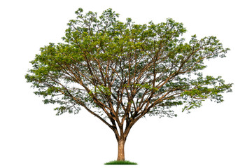 Fototapeta na wymiar Isolated single tree with clipping path on a white background. Big tree large image is suitable for all types of art work and print.