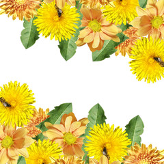 Beautiful floral background of dandelions and chrysanthemums. Isolated
