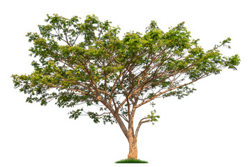 Isolated single tree with clipping path  on a white background. Big tree large image is suitable for all types of art work and print.
